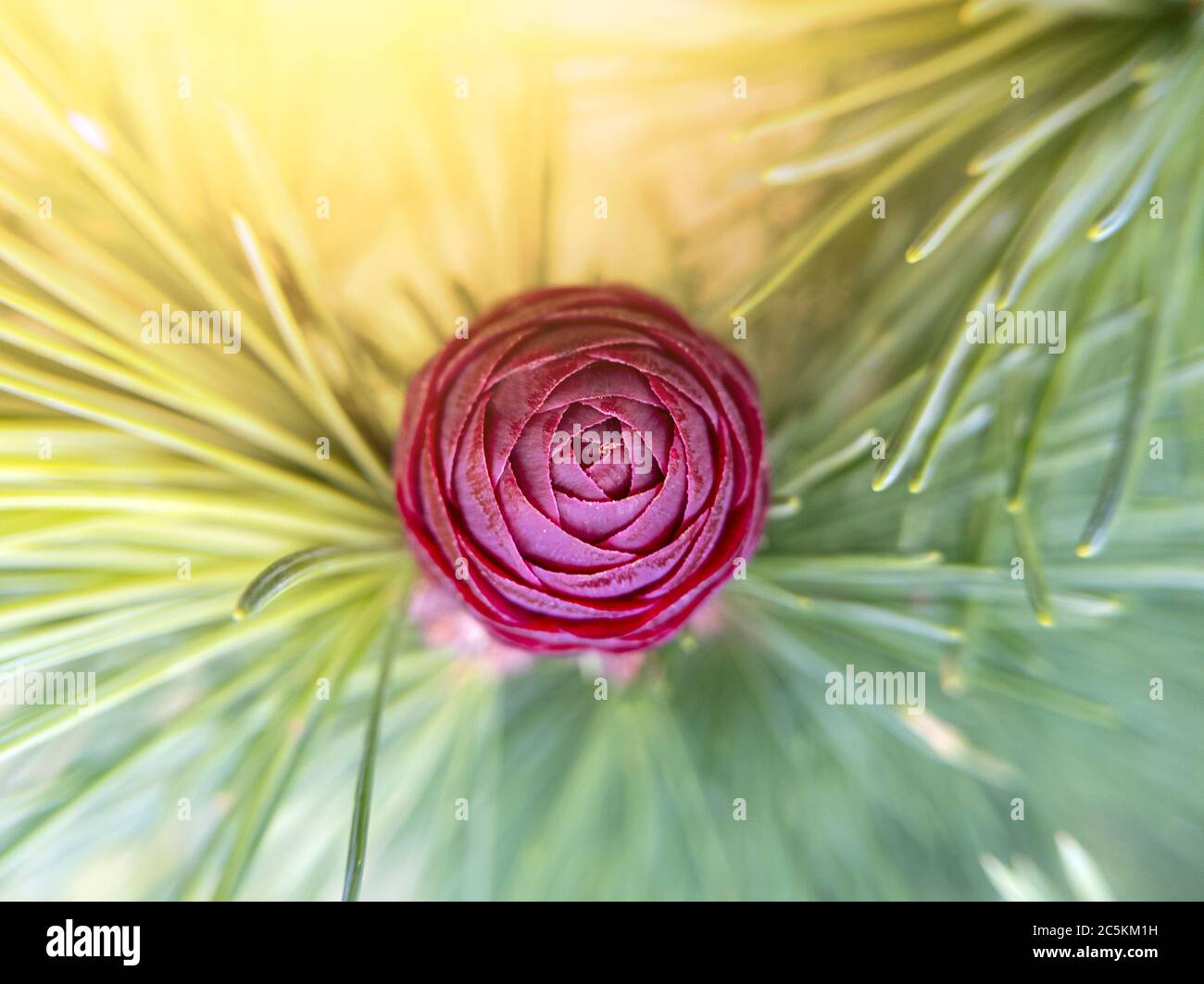 Makro-Foto von Tannenbaum Kegel mit Sonnenlicht. Draufsicht. Stockfoto