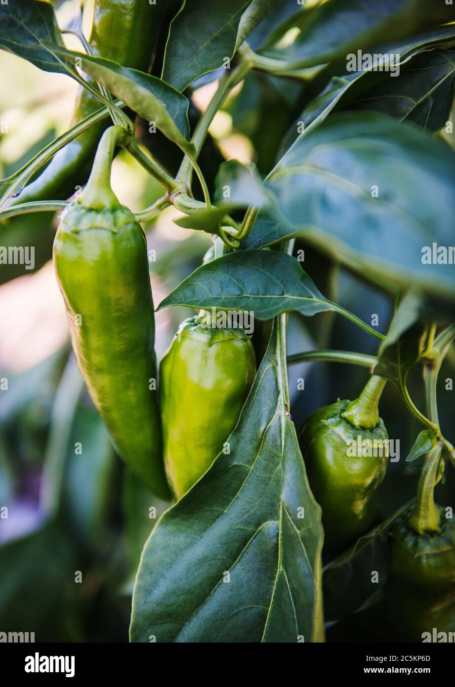 Würzige grüne Paprika wächst auf der Rebe Stockfoto