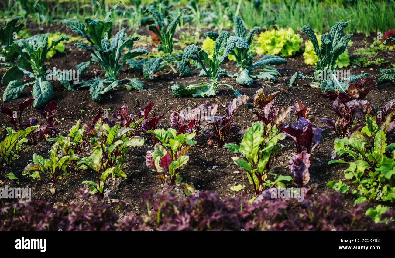 Salat wächst auf einem Bauernhof Stockfoto