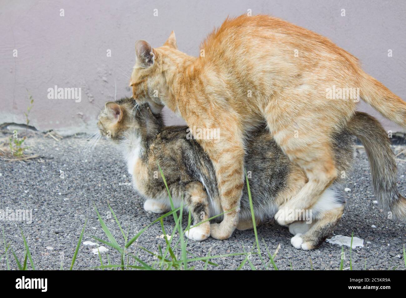 Katzenbilder Stockfotos Und Bilder Kaufen Alamy