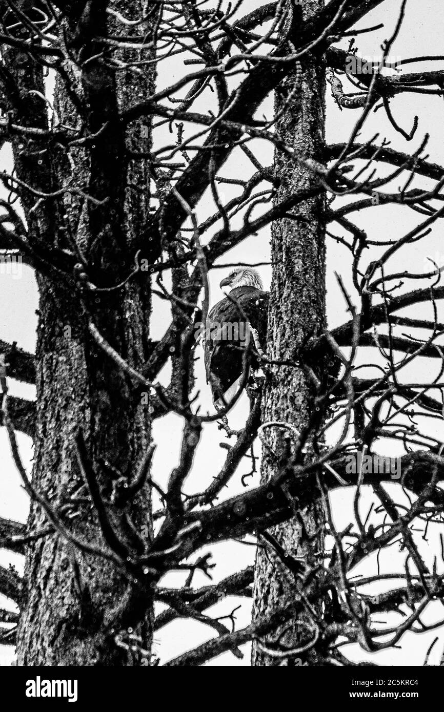 Ein Weißkopfseeadler sitzt in den Bäumen und schaut nach links. Stockfoto