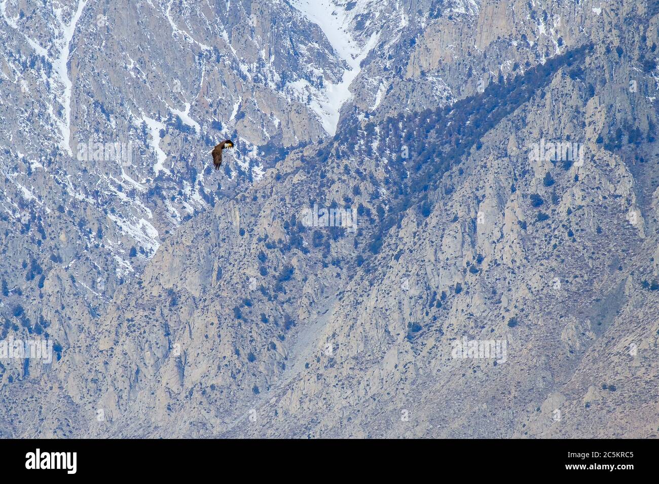 Ein Weißkopfseeadler fliegt hoch in den Bergen. Stockfoto