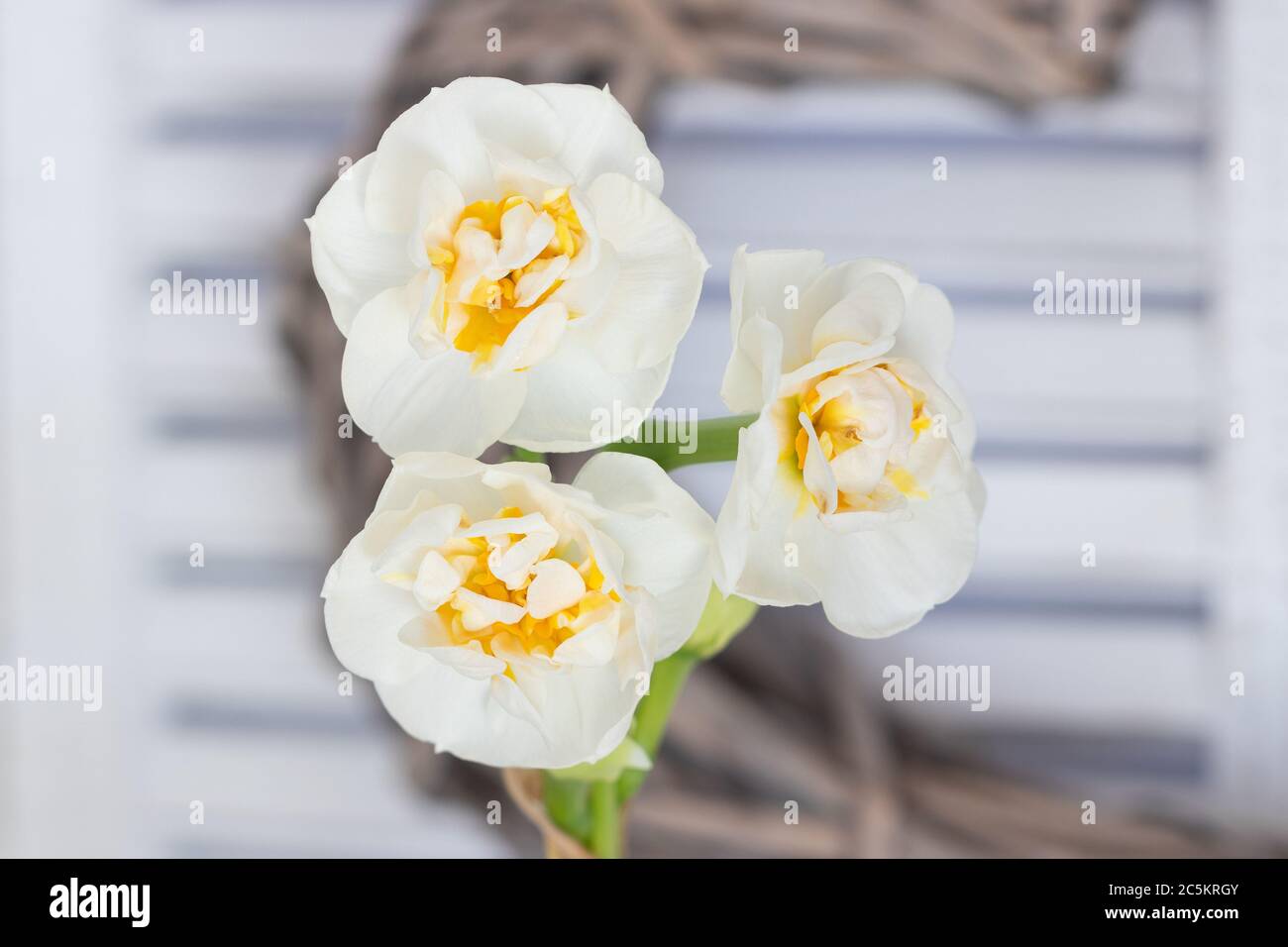 narzissen Blüten in weiß und gelb Makro Stockfoto