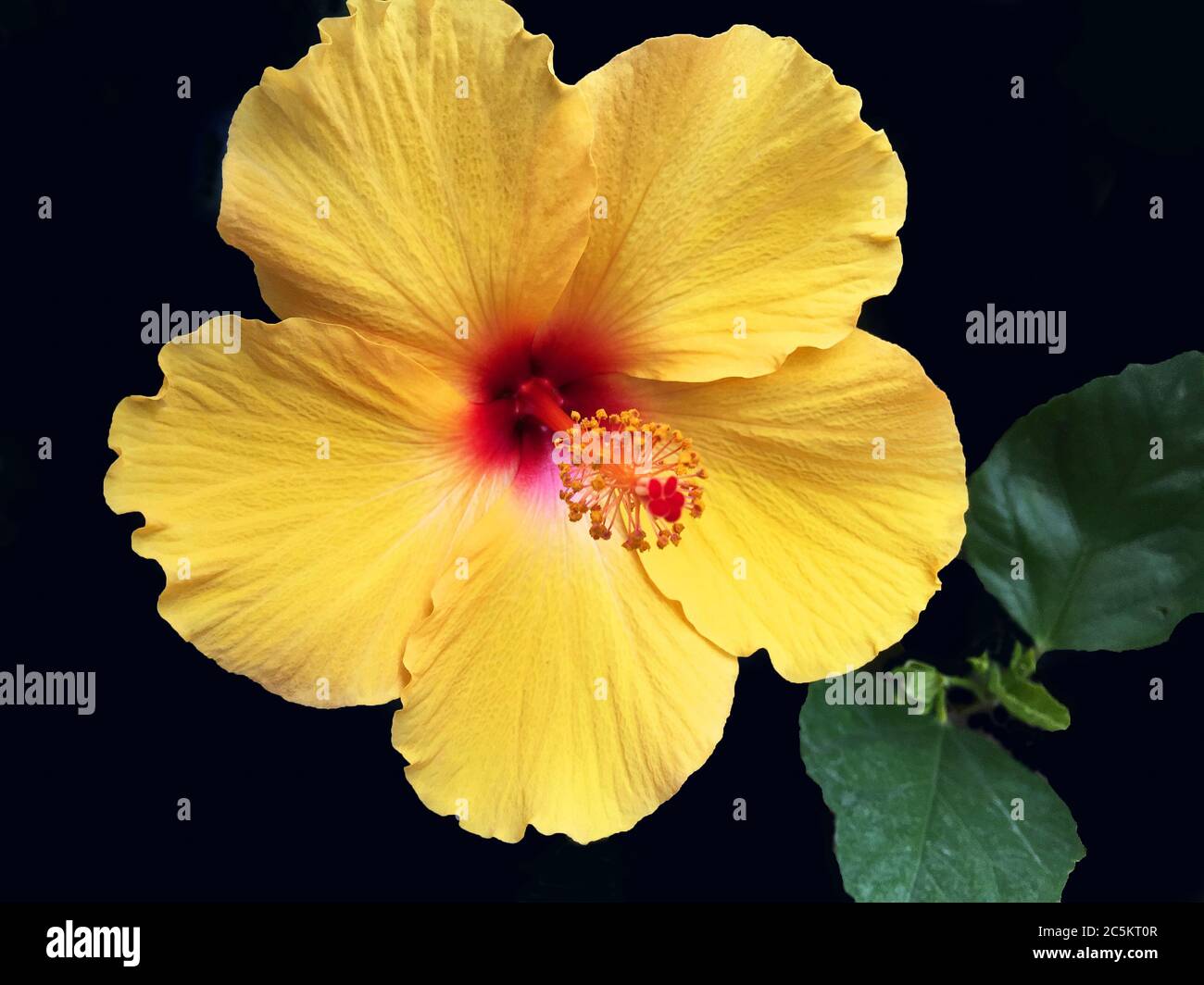 Isolierte Gelbe Hibiskusblüte In Der Nähe Stockfoto