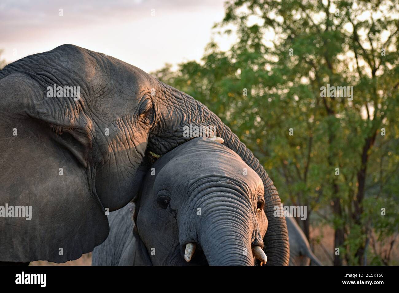 Zwei afrikanische Elefanten (Loxodonta) spielen. Einer mit ihm Rumpf auf dem anderen Kopf ruhend.. Sabi Sand Game Reserve, Greater Kruger, Südafrika. Stockfoto