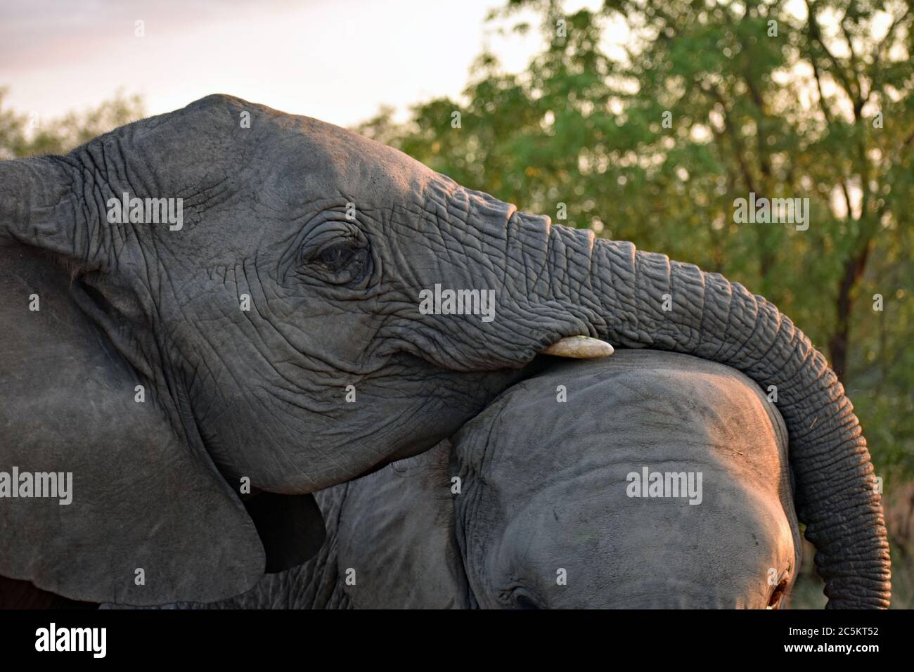 Zwei afrikanische Elefanten (Loxodonta) spielen. Einer mit ihm Rumpf auf dem anderen Kopf ruhend.. Sabi Sand Game Reserve, Greater Kruger, Südafrika. Stockfoto