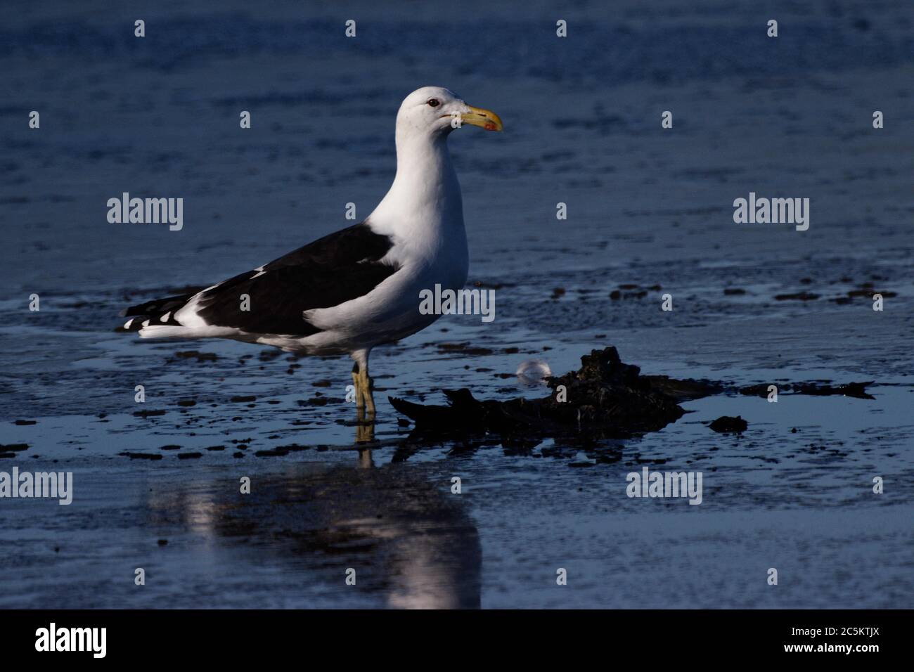 Die südliche Schwarzrückenmöwe (oder ‘Schwarzrückenmöwe’) ist einer der am häufigsten vorkommenden und bekanntesten Großvögel Neuseelands. Stockfoto