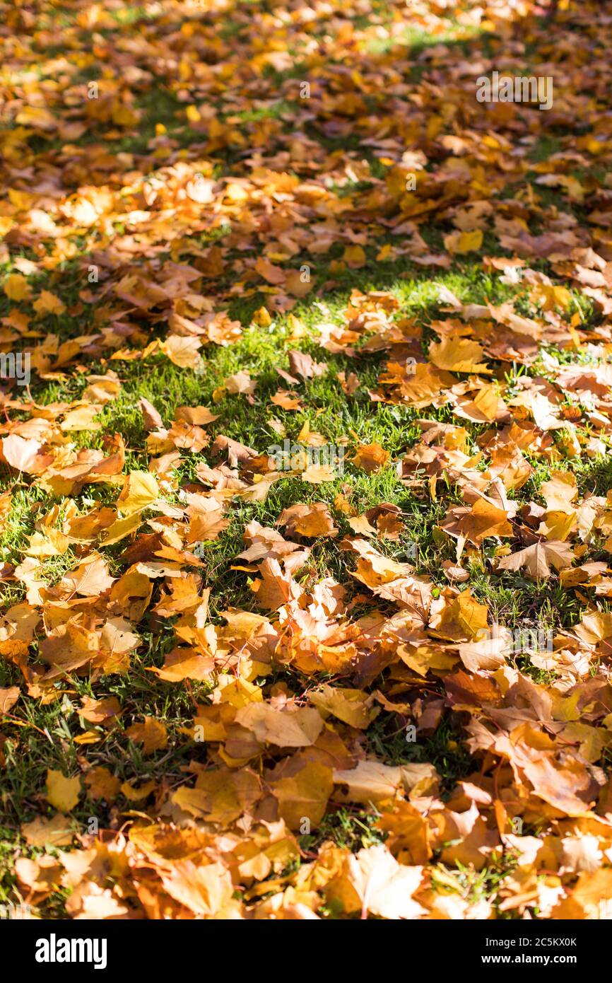 Bunte Herbst Ahornblätter auf grünem Gras, Draufsicht. Gelber Herbst Ahornblätter auf grünem Gras bei sonnigem Wetter, selektiver Weichfokus. Stockfoto