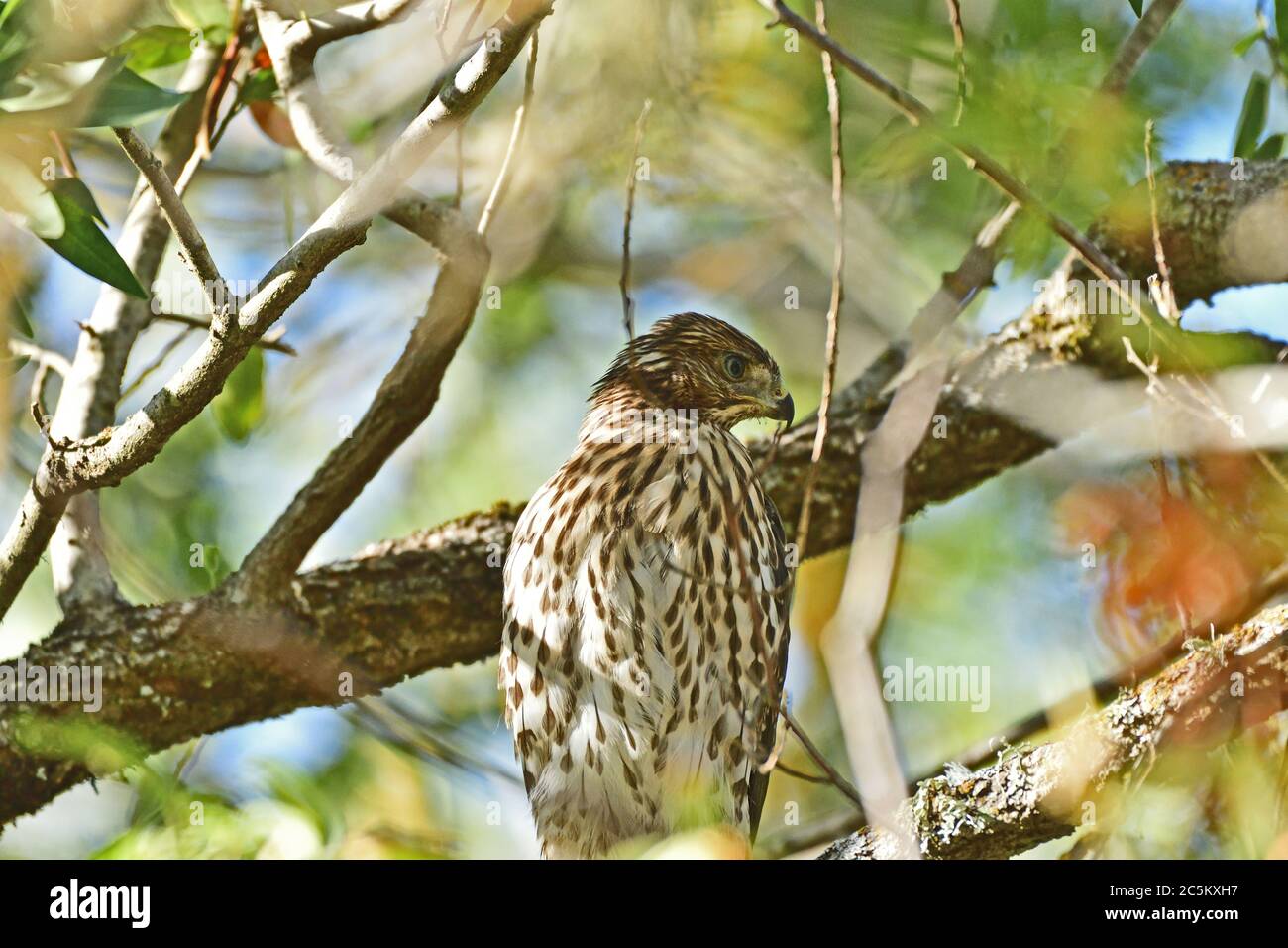 Juvenile Cooper's Hawk sitzt auf dem Baum Stockfoto