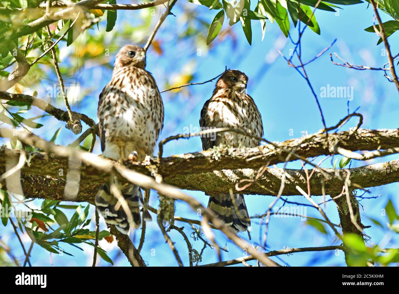 Juvenile Cooper's Hawk sitzt auf dem Baum Stockfoto