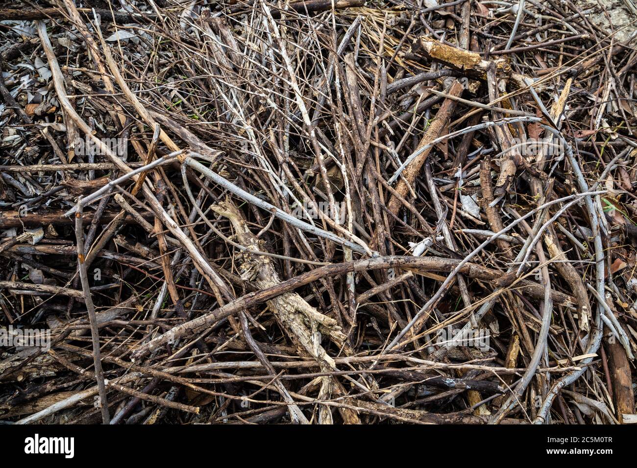 Der Stapel der trockenen Äste verschiedener Bäume zerquetscht in kleine Stücke. Material für Unterschlupf, für Insekten, für Insektenhotel, Insektenhotel oder Insektenhaus Stockfoto