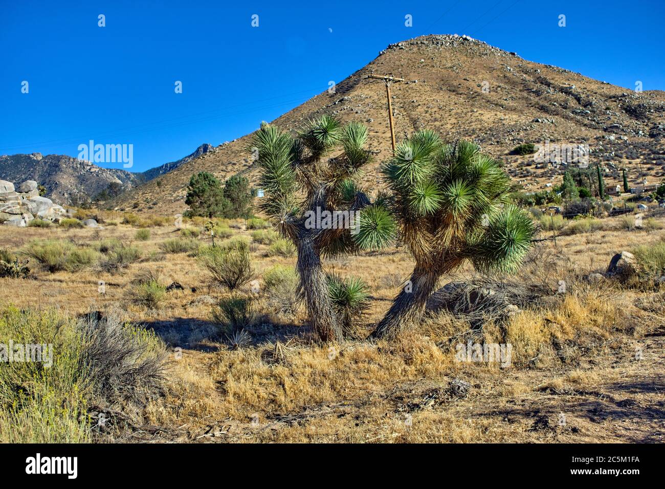 Joshua Baum auf einem Hintergrund von Bergen in Kalifornien. Stockfoto