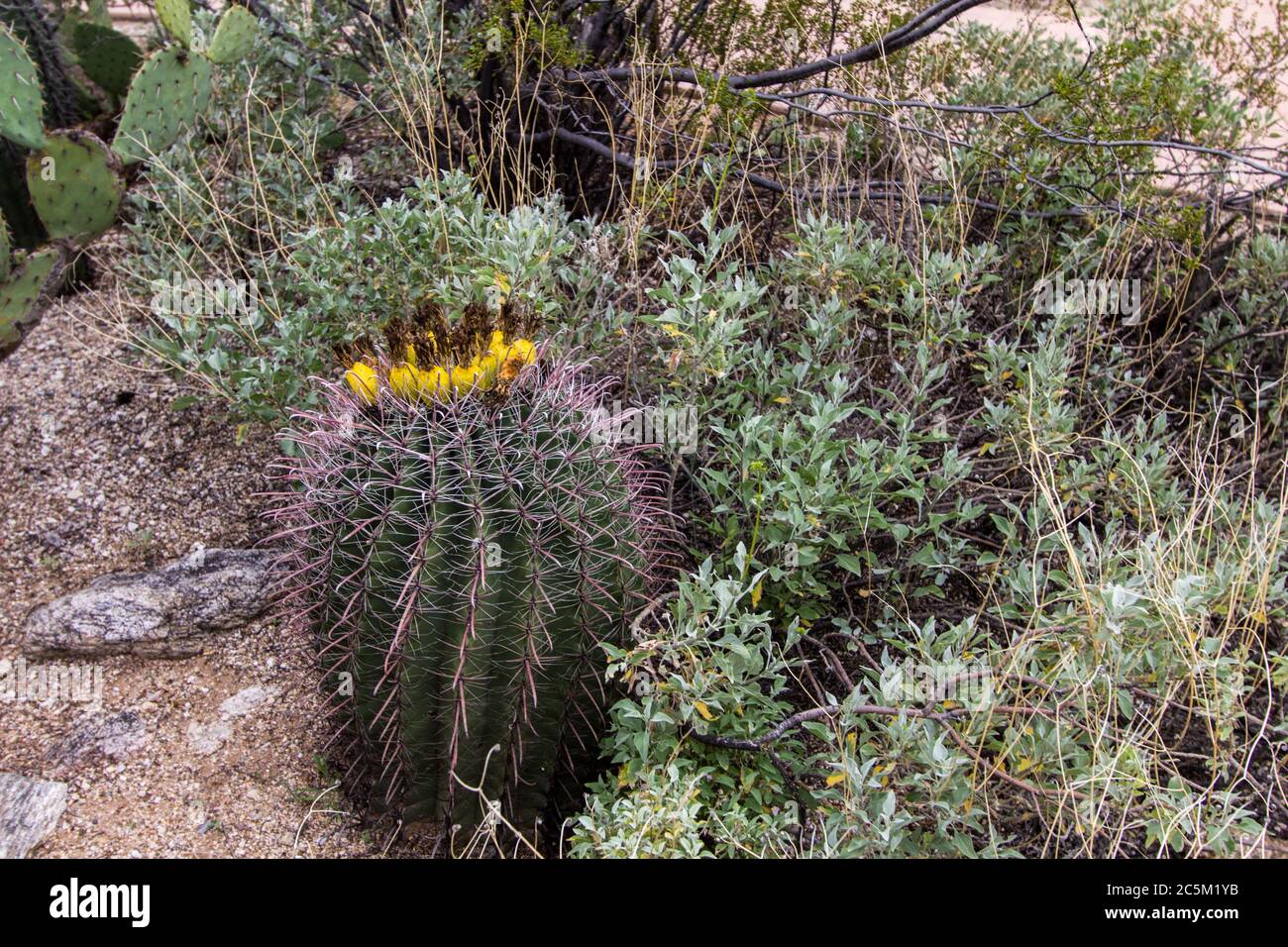 Fass Kaktus Frucht. Die Kaktusfrucht ist essbar und reich an Vitamin A und C. Stockfoto