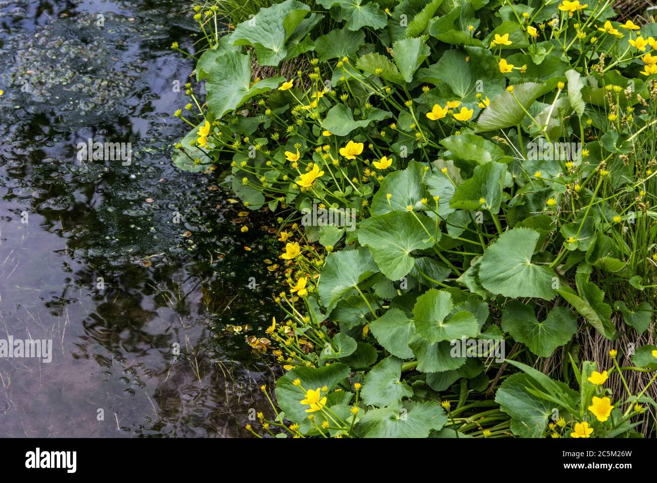 Yellow Marsh Marigolds entlang eines Süßwasserstroms im Norden von Michigan. Stockfoto