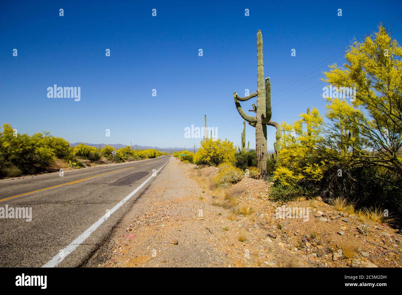 Landschaftlich Schöner Desert Drive. Großer Saguaro Kaktus am Straßenrand eines abgelegenen zweispurigen Arizona Highway in der amerikanischen Stockfoto