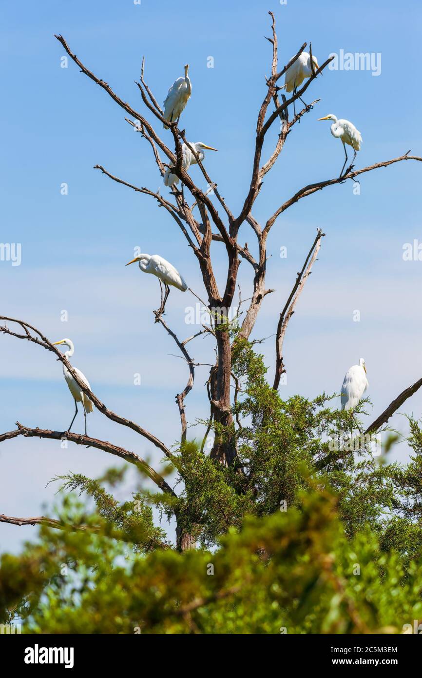 Gruppe von Großreihern (Ardea alba), die auf Ästen eines toten Baumes sitzen. Bombay Hook National Wildlife Refuge. Delaware. USA Stockfoto