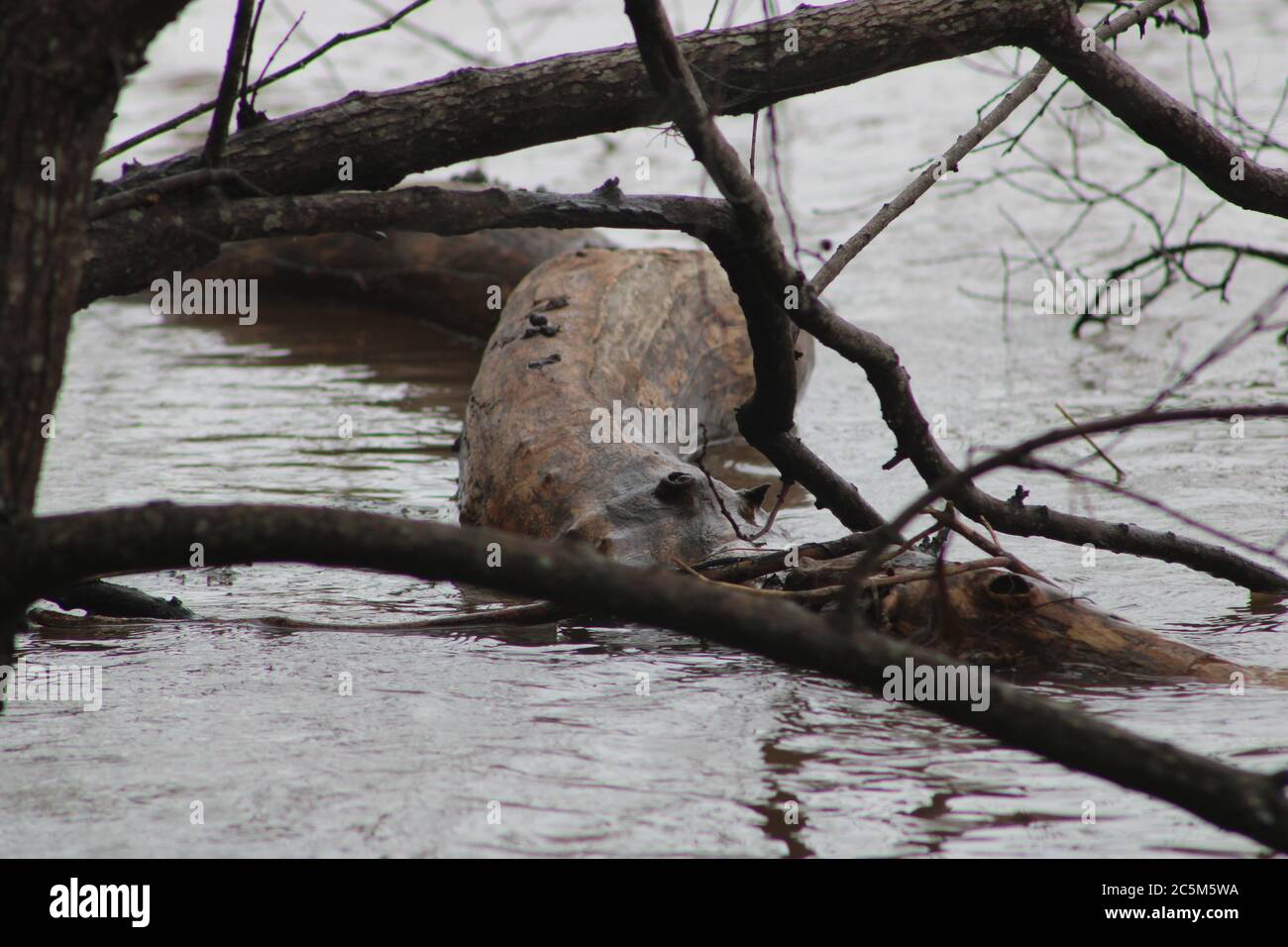 River Monster Stockfoto