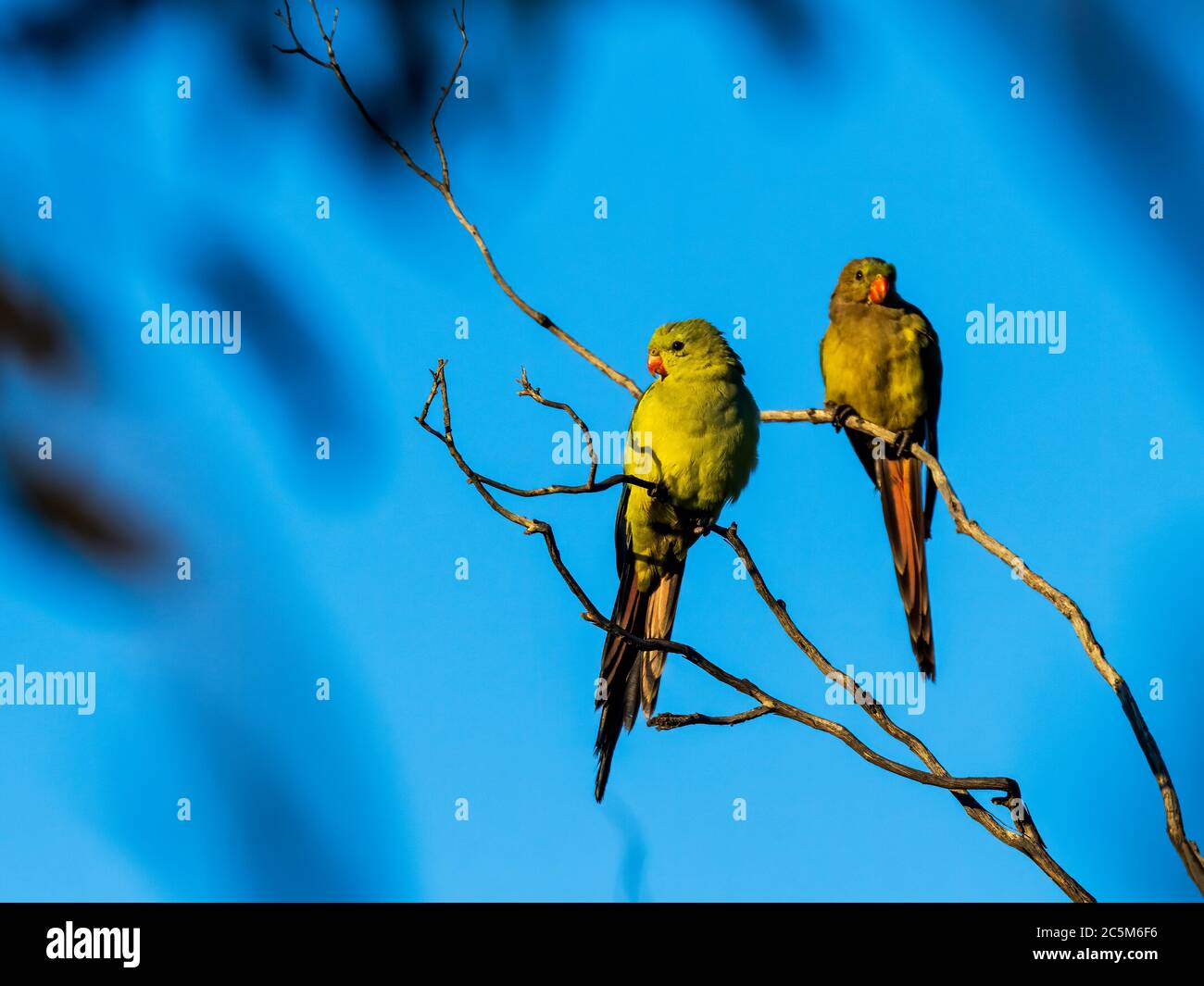 Regent Papagei (Polytelis anthopeplus). Es ist ein schlanker gelber Papagei mit einem langen, dunkel verjüngenden Schwanz und zurück gefegten Flügeln. Stockfoto