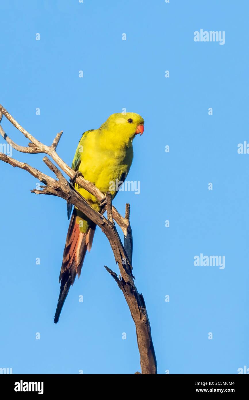 Regent Papagei (Polytelis anthopeplus). Es ist ein schlanker gelber Papagei mit einem langen, dunkel verjüngenden Schwanz und zurück gefegten Flügeln. Stockfoto
