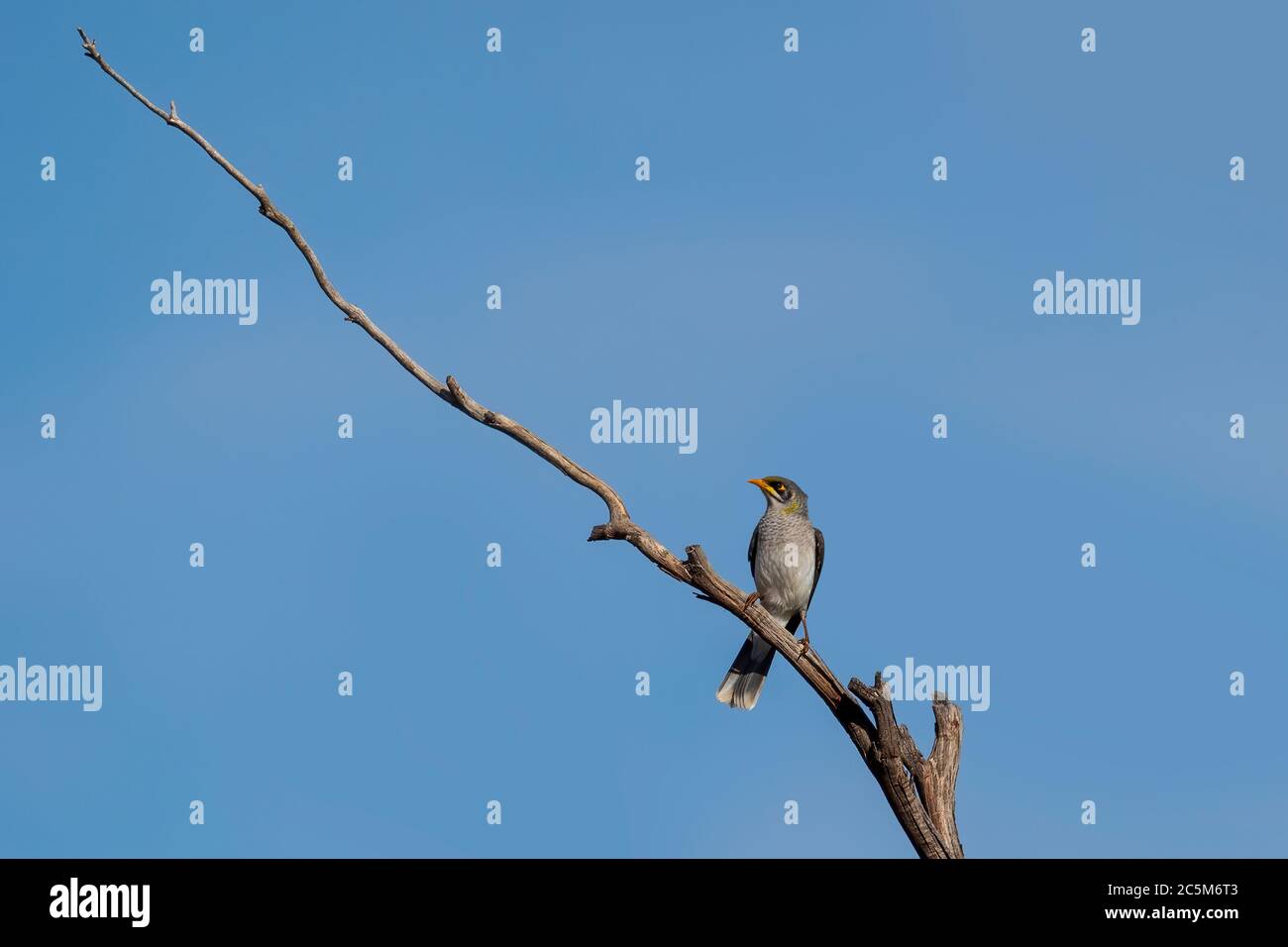 Gelbkehliger Bergmann (Manorina flavigula) im Seitenprofil auf einem langen Ast Stockfoto