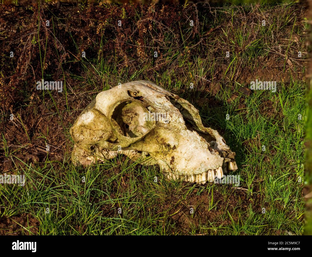 Schafskull im Profil auf grünem Gras Stockfoto