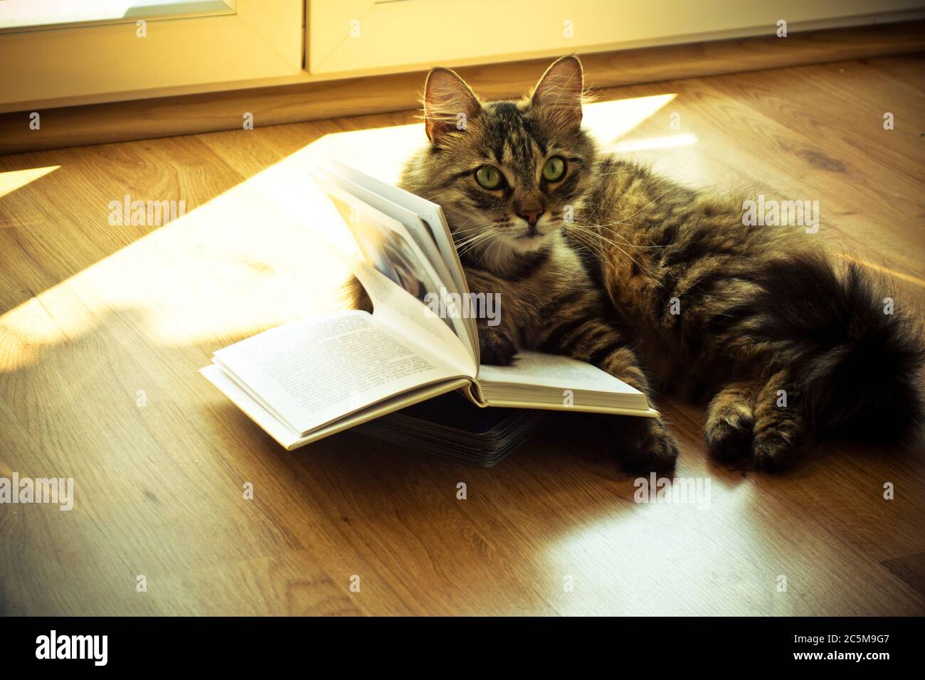 Hauskreuzkatze mit einem Buch Stockfoto