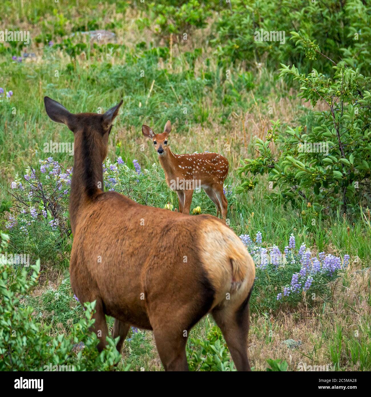 Fawn Whitetailed Hirsch ( Odocoileus virginianus) im Hintergrund, macht Blickkontakt mit Kuh Rocky Mountain Elch ( Cervus canadensis nelsoni) im Vordergrund Stockfoto