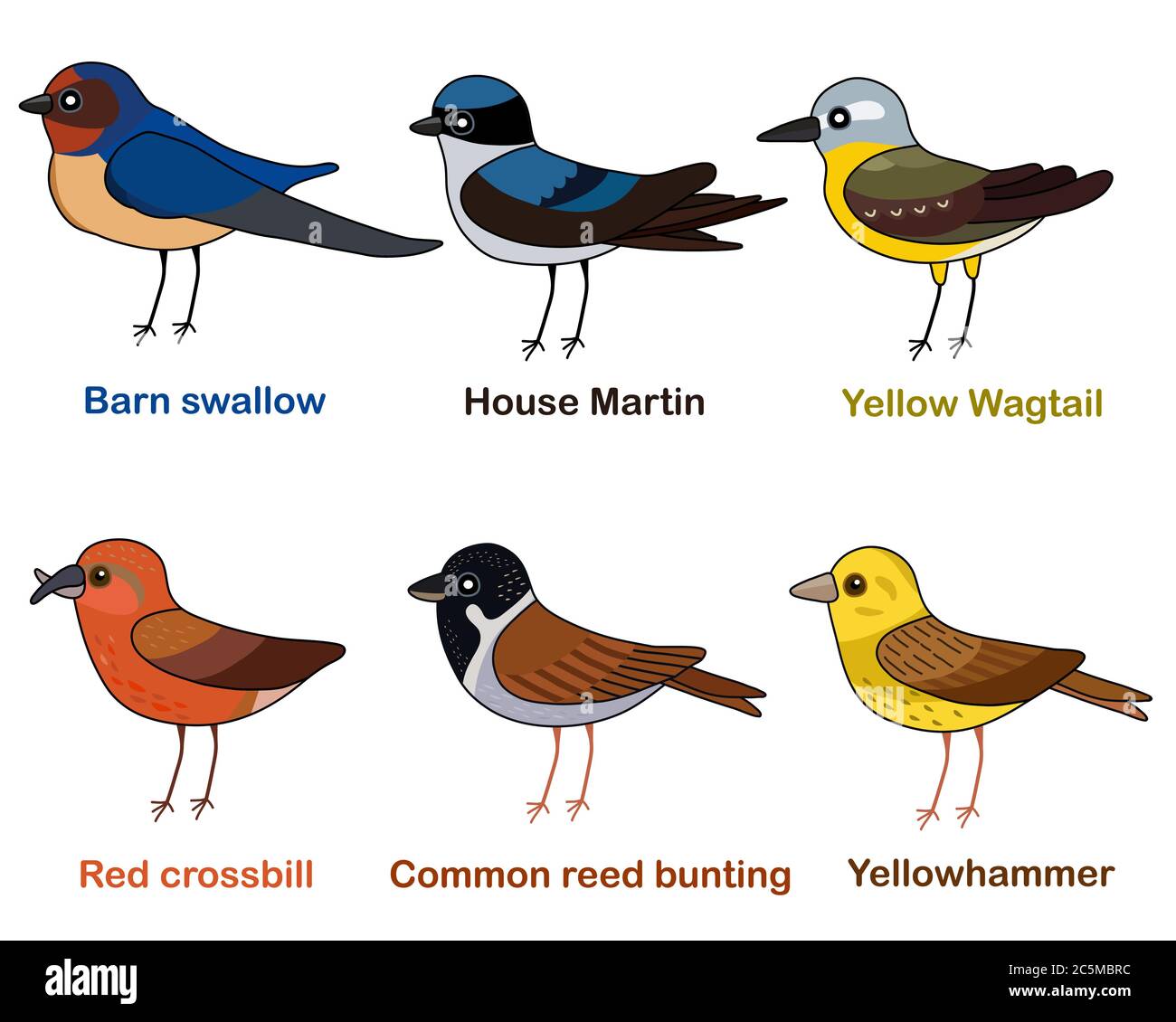 Niedliche Vogel Vektor Illustration Set, Schwalbe, Martin, Wagtail, Kreuzschnabel, Schilfhämmer, Yellowhammer, bunte europäische Vogel Cartoon-Sammlung Stock Vektor