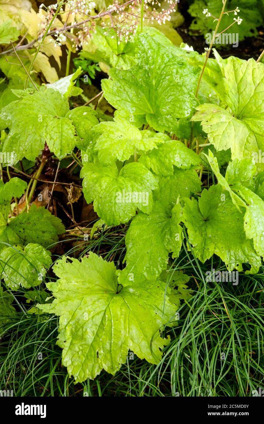 Laub Heuchera „Elektrische Limette“ Heuchera Blätter Gelbgrün Helle Heucheras Wachsende Gartenpflanze Zierblätter Stockfoto