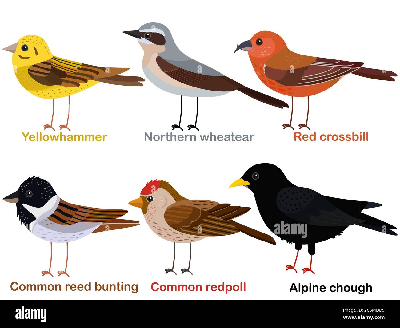 Niedliche Vogel Vektor Illustration Set, Yellowhammer, Wheatear, Red Crossbill, Schilfhämmer, Redpoll, Alpine Chough, bunte europäische Vogel Cartoon collec Stock Vektor