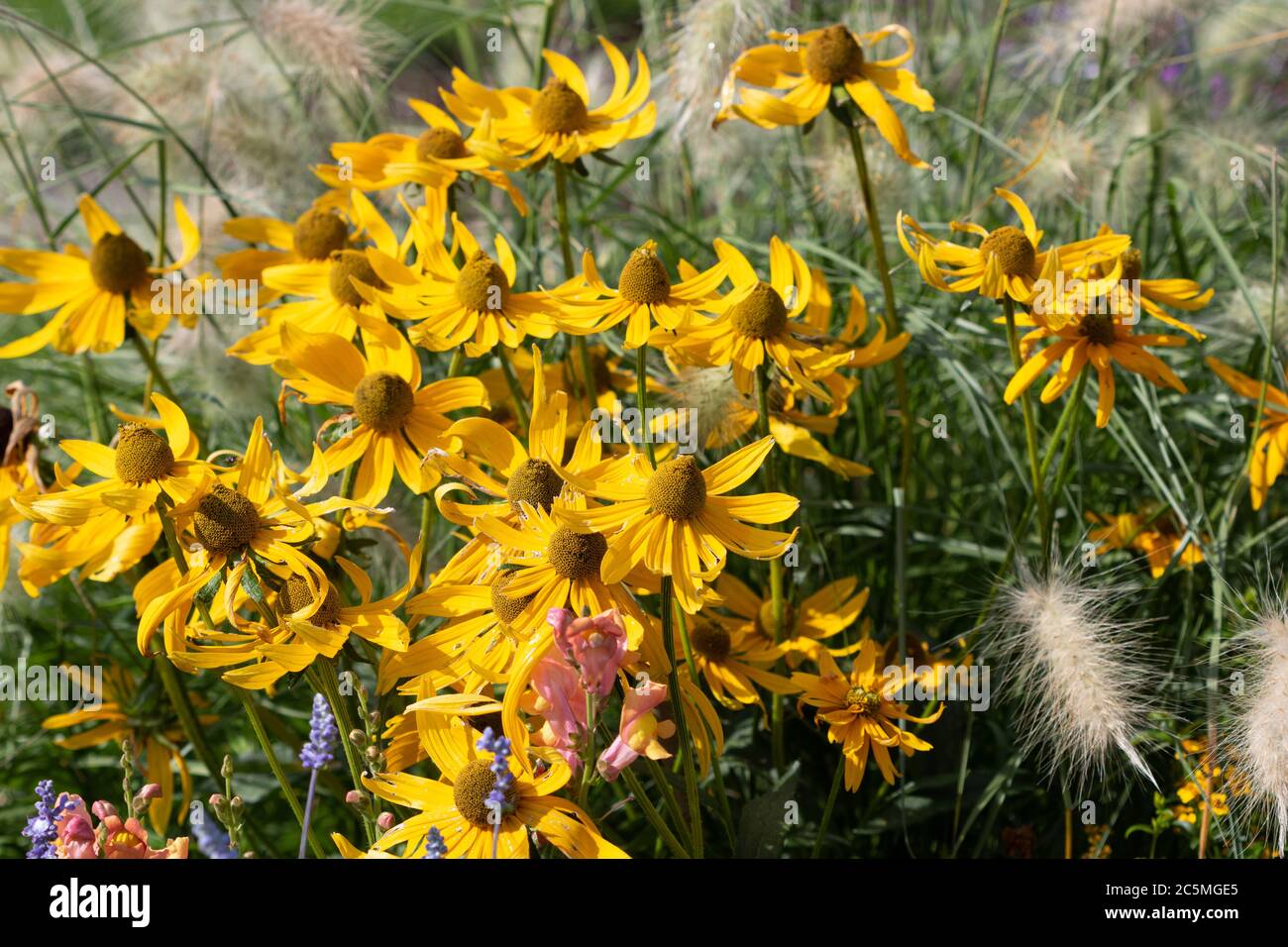 rudbeckia blüht in gelbem und Ziergras im Herbstgarten Stockfoto