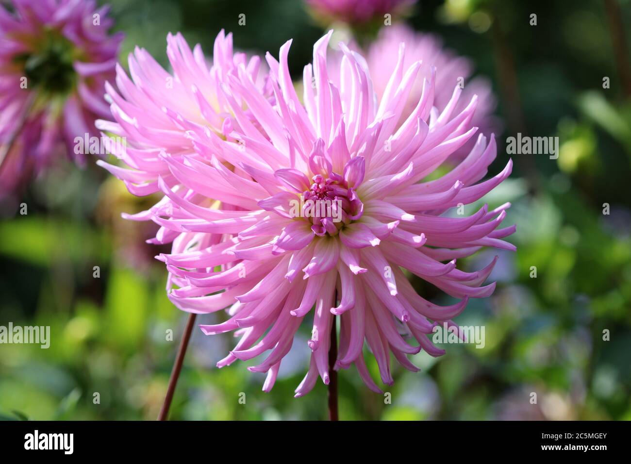 dahlien blüht in rosa Taratahi Lilac Makro Stockfoto