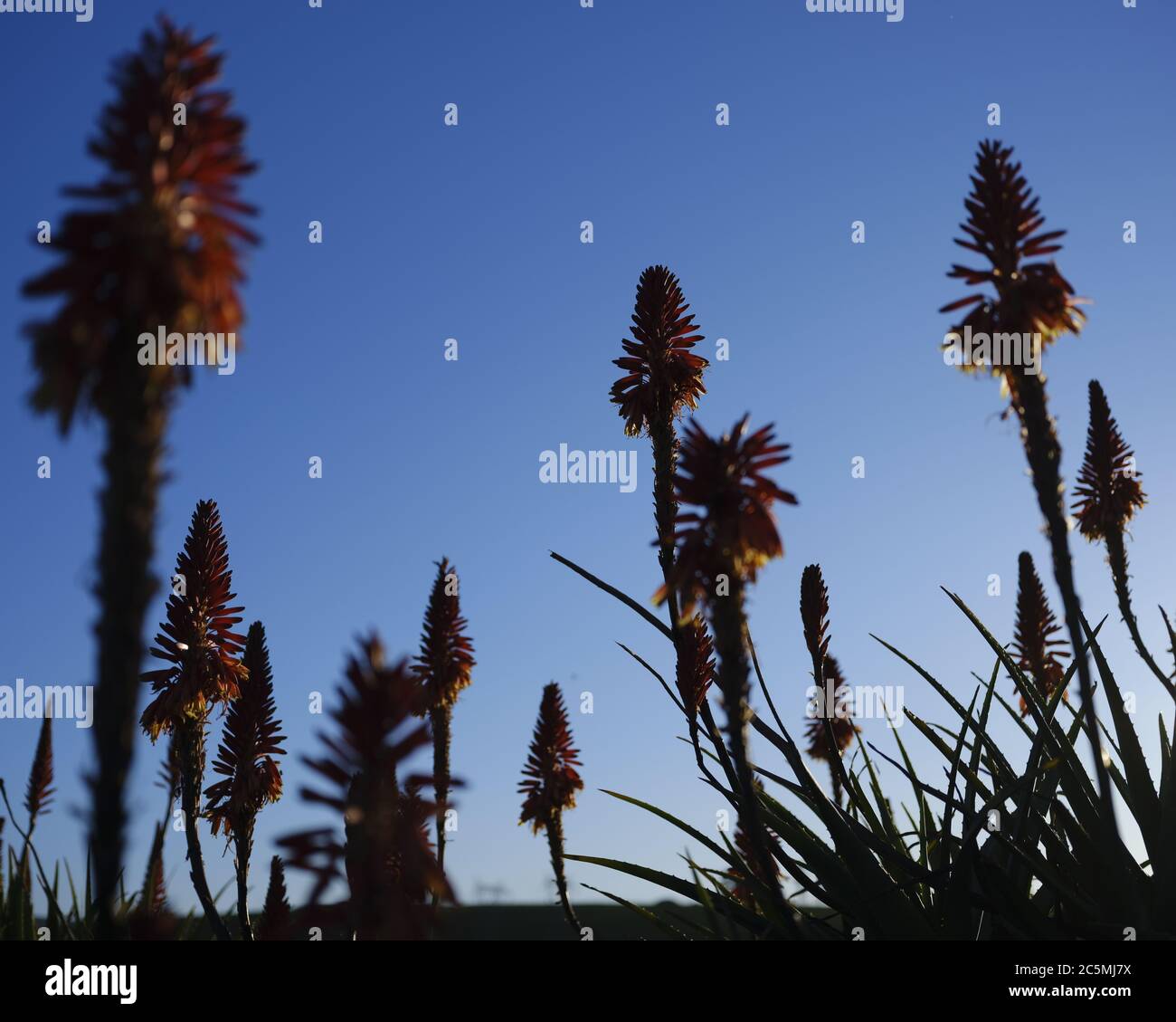 Aloe igel -Fotos und -Bildmaterial in hoher Auflsung  Alamy