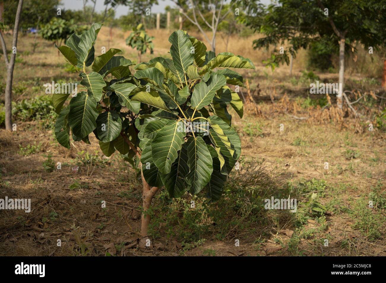 Cashewnüsse, Anacardium occidentale, Anacardiaceae, Burkina Faso, Afrika Stockfoto