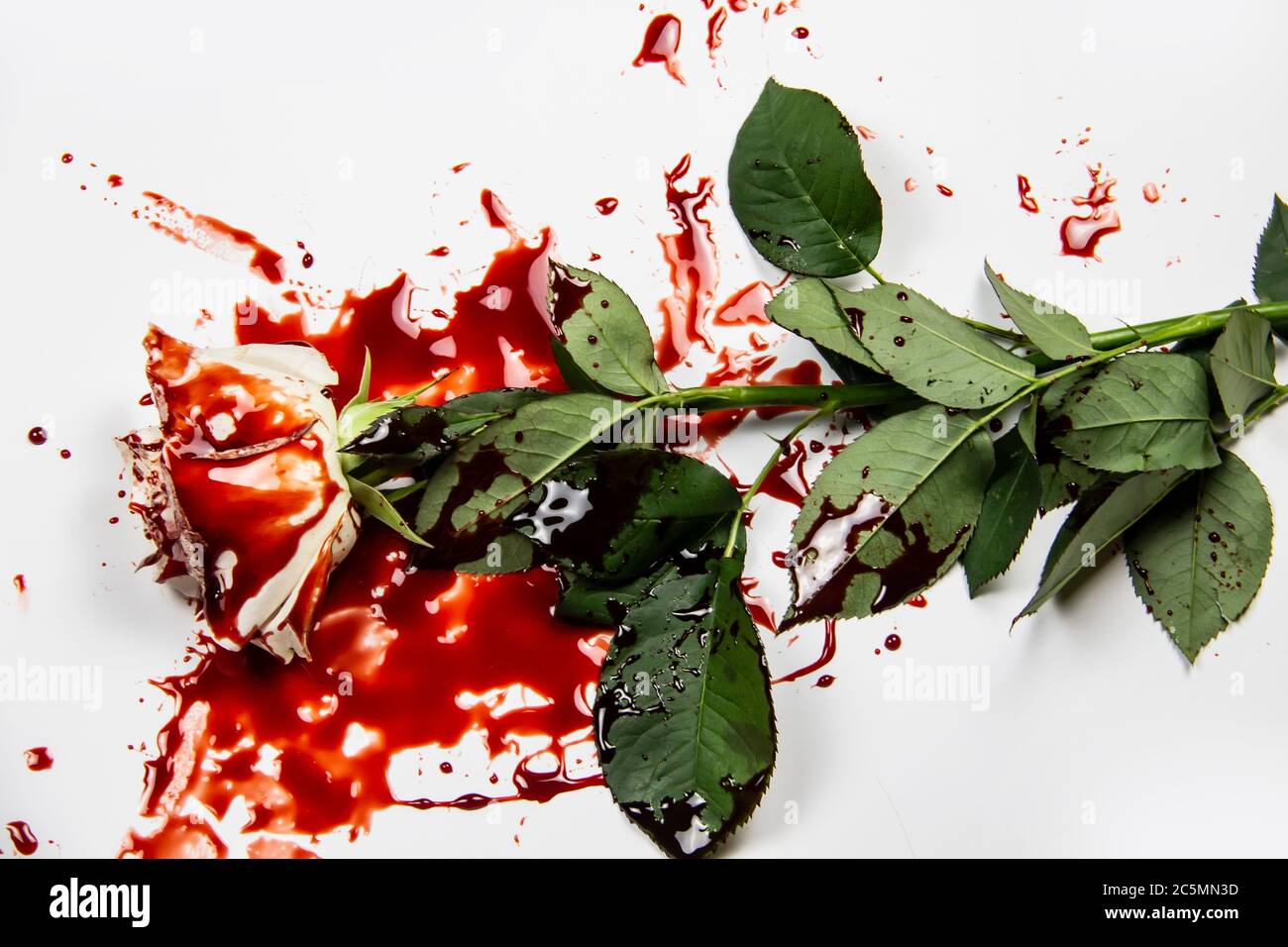 Schöne und blutige weiße Rose auf dem weißen Hintergrund. Blutige Rose - konzeptionelles Foto. Weiße Rose mit Blut. Stockfoto