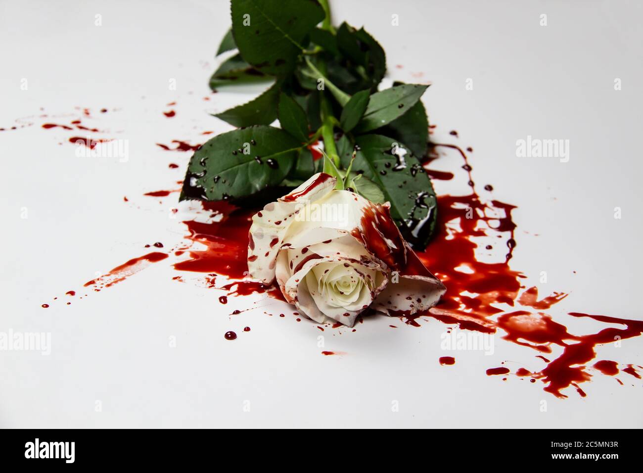 Schöne und blutige weiße Rose auf dem weißen Hintergrund. Blutige Rose - konzeptionelles Foto. Weiße Rose mit Blut. Stockfoto
