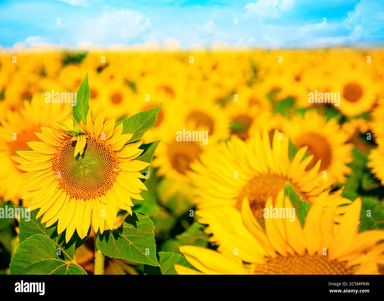 Blühende Sonnenblume auf dem Feld Stockfoto