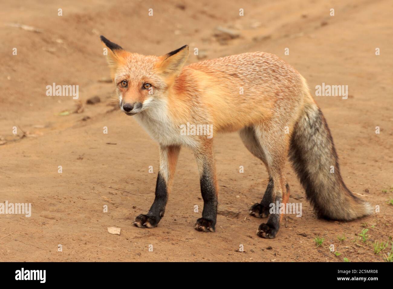 Erschrockener Fuchs, der auf offener Stelle am Kap Tobizin auf der russischen Insel in Wladiwostok steht. Stockfoto