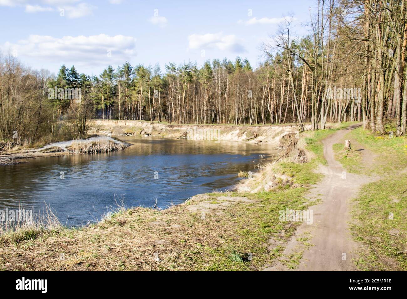 Ukrainische Landschaft im Wald. Kiefernwald mit einem Flussnamen Psel in der Stadt Sumy. Kiefern auf einem Flussufer in der Ukraine. Schöner Fluss namens Psel Stockfoto