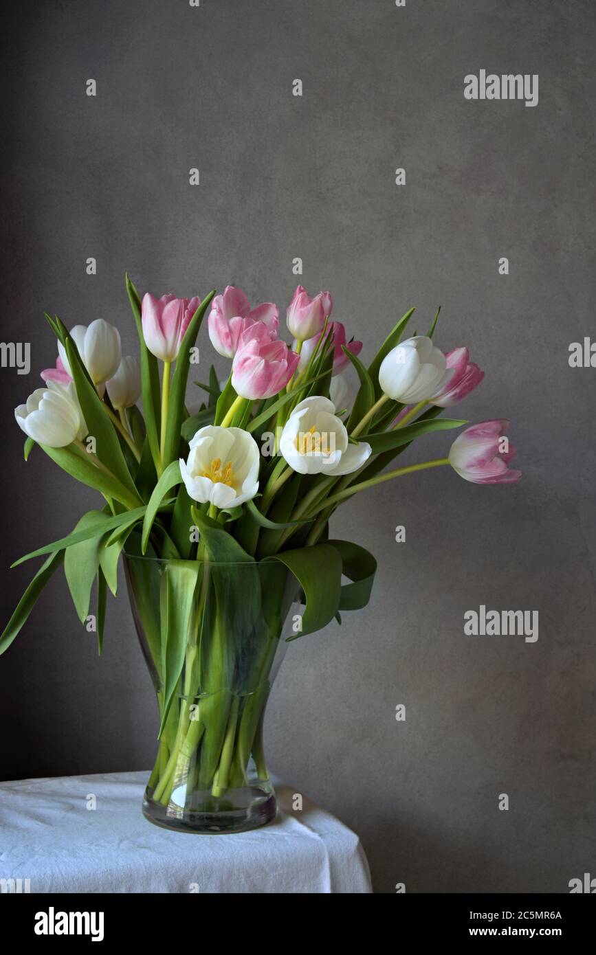 Bouquet von schönen weißen und rosa Tulpen in Glasvase vor der grauen Wand, Wohnkultur, Stillleben Stockfoto
