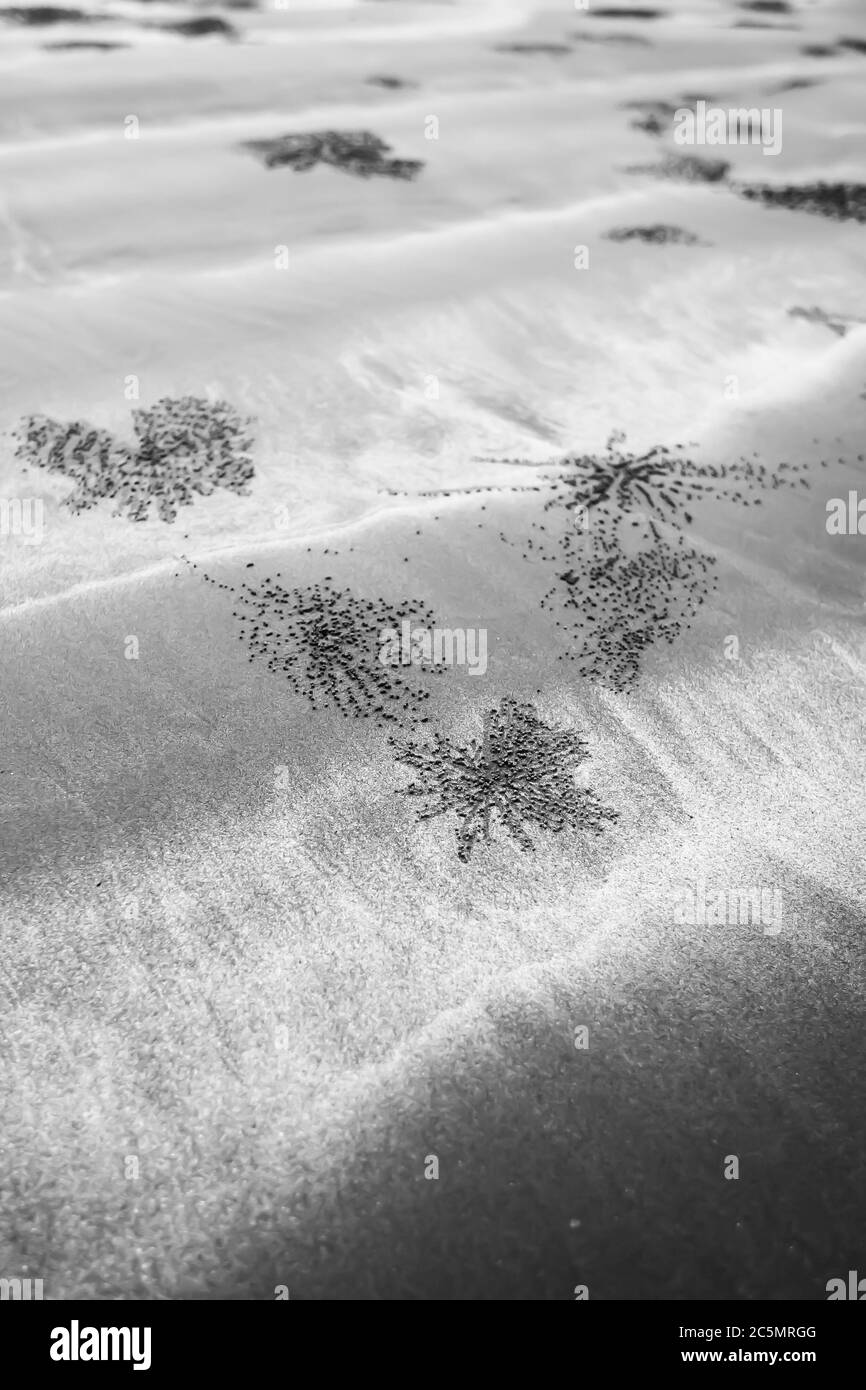 Abstrakte Höhlen von Geisterkrabben am Sandstrand, Land Sand Kunst von Krabben. Schwarzweiß. Nahaufnahme. Horizontal. Konzentrieren Sie sich auf den Bau. Stockfoto