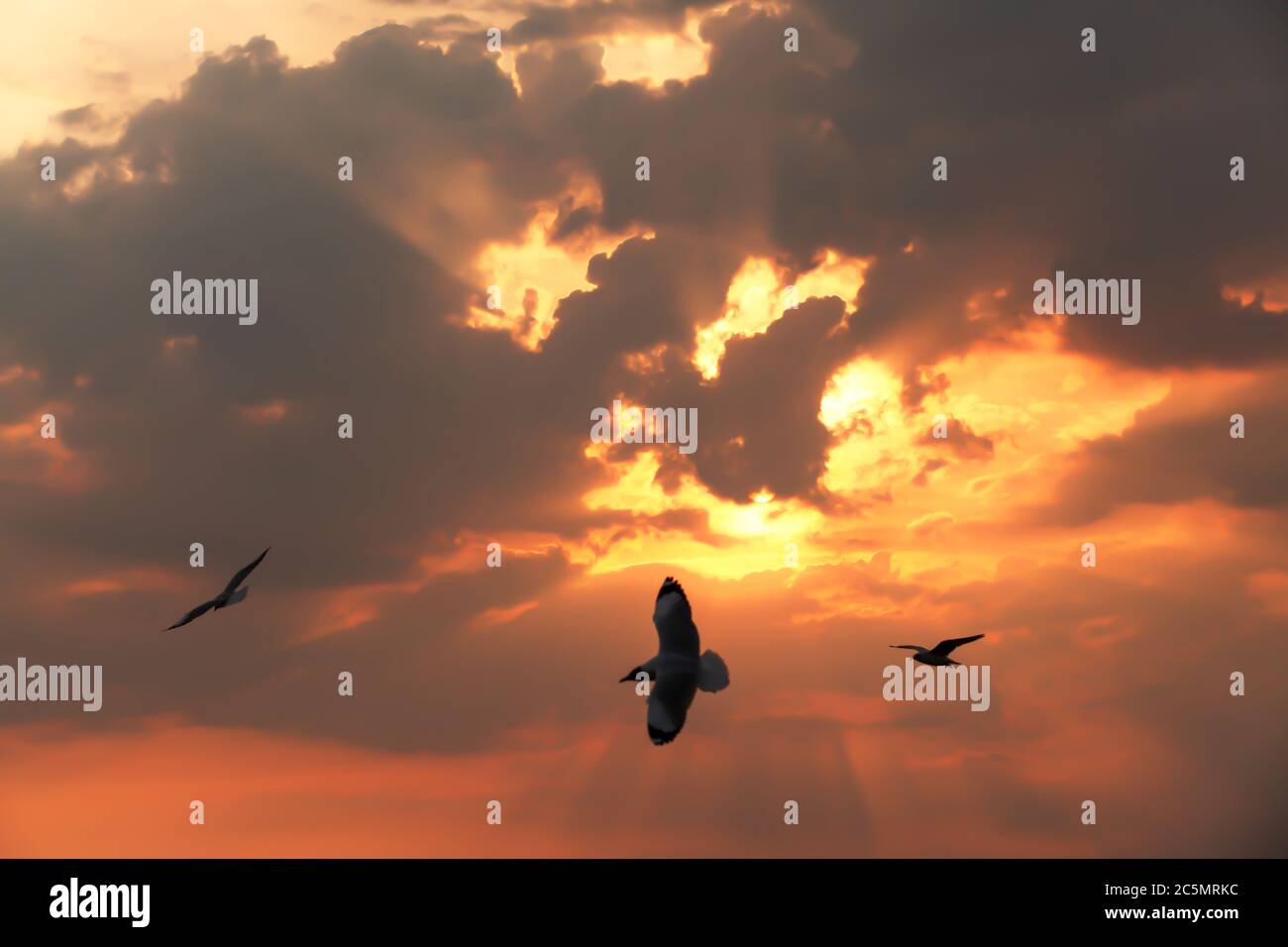 Bewegungsunschärfe, dramatischer Sonnenuntergang Himmel über einem Ozean, glühende Sonne scheint durch die Wolken, eine Herde Möwen fliegen an der Sonne vorbei. Konzentrieren Sie sich auf die Wolken. Stockfoto