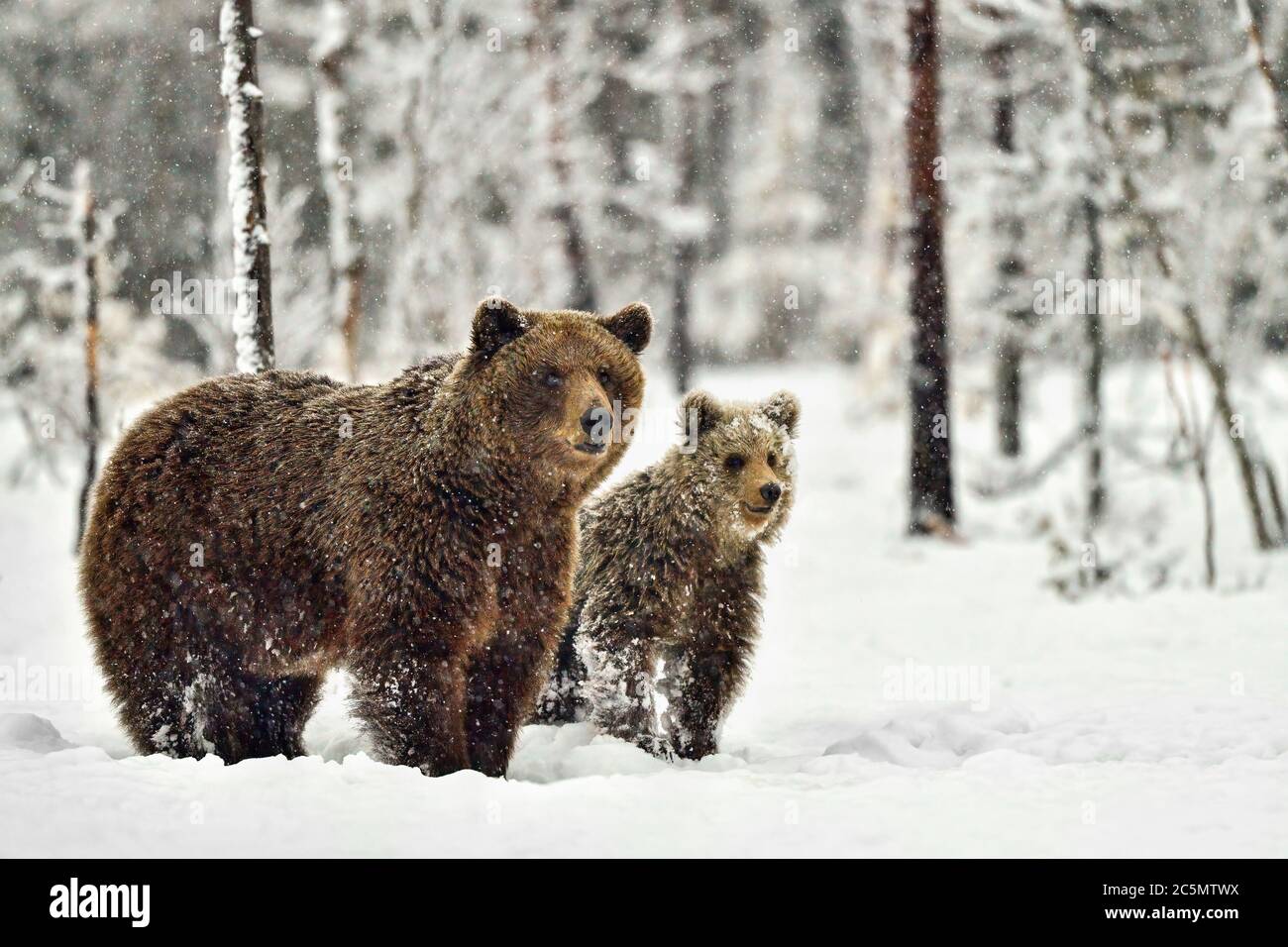 Braunbär Mama mit Jährlingen. Es ist Mitte Mai in Nordfinnland, wo Bären aus der Einwandererzeit erwacht sind. Es sollte jetzt Frühling sein, aber stattdessen Winter Stockfoto