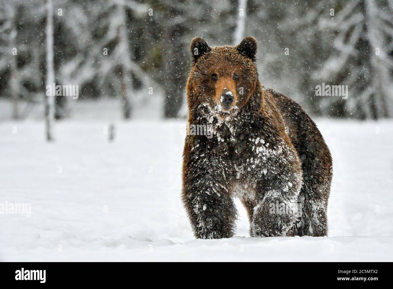 Braunbär. Es ist Mitte Mai in Nordfinnland, wo Bären aus der Einwandererzeit erwacht sind. Es sollte jetzt Frühling sein, aber stattdessen hat der Winter nach hinten losgefeuert. Nein Stockfoto