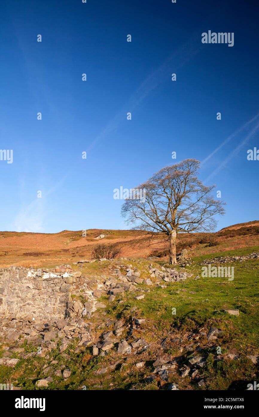 Einsamer Baum bei Cilcain in der Clydian Range, Nordwales Stockfoto