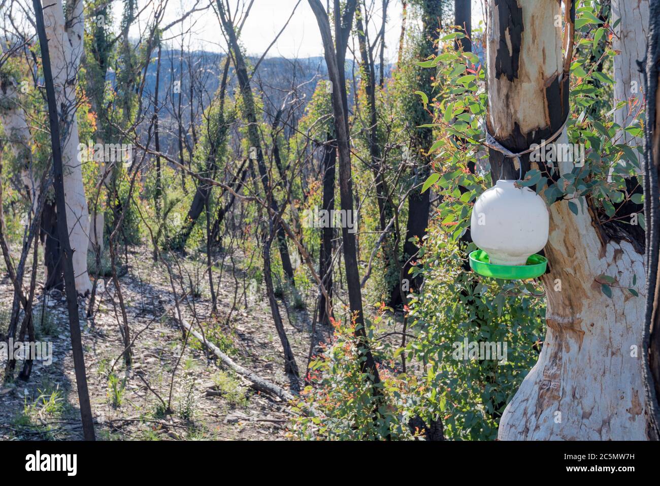 Juni 2020: Anzeichen für Nachwachsen und Erholung von den verheerenden Buschbränden auf der Bells Line of Road bei Bilpin Siehe meine Vergleichsbilder Jan 2020 Stockfoto