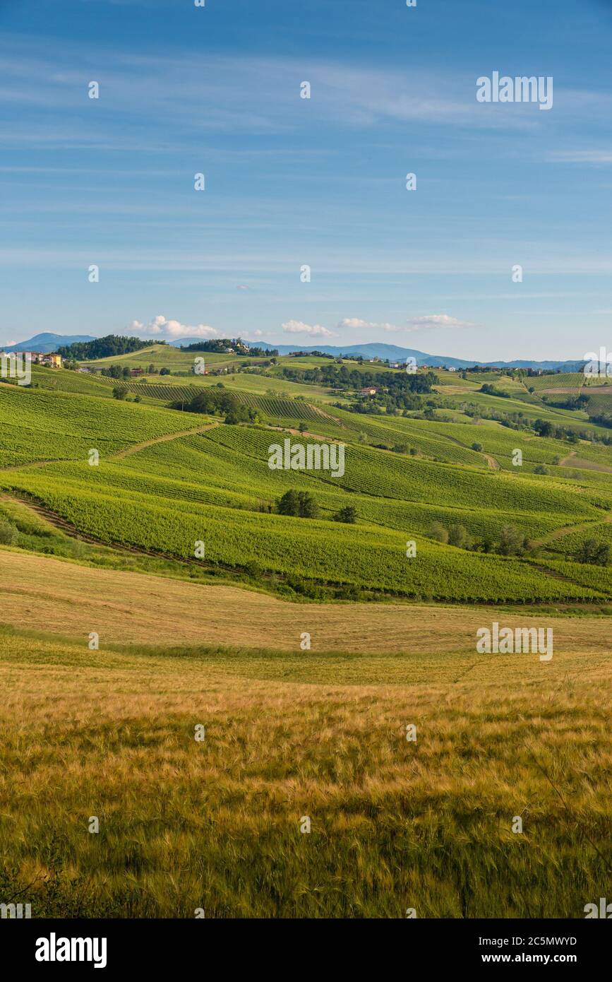 Oltrepo' Pavese Landschaft Hügel mit Weingärten und Landstraßen und Montalto Pavese Schloss im Hintergrund in einem sonnigen Tag Stockfoto