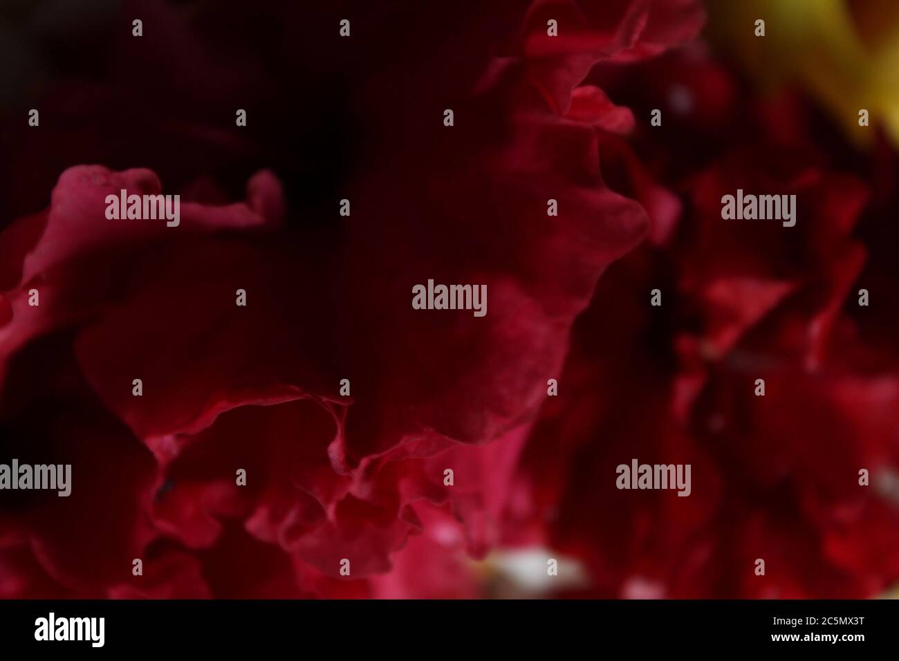 Abstrakte rote und schwarze Hintergrundtapete. Schöne abstrakte Mischfarben Display. Stockfoto