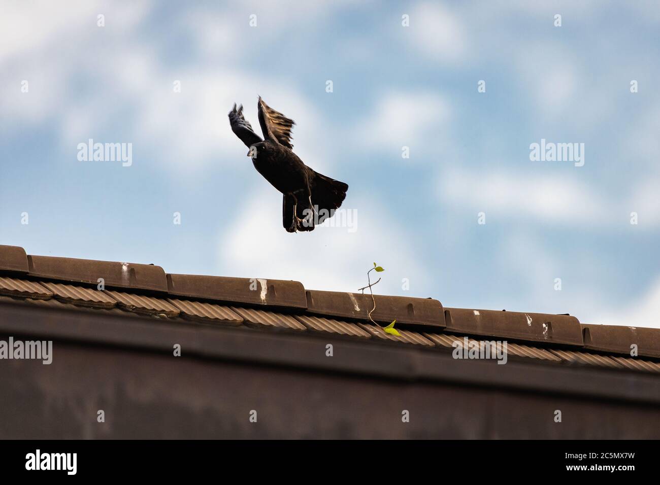Fliegen und Walken krähen in der Stadt Lausanne, Schweiz Stockfoto