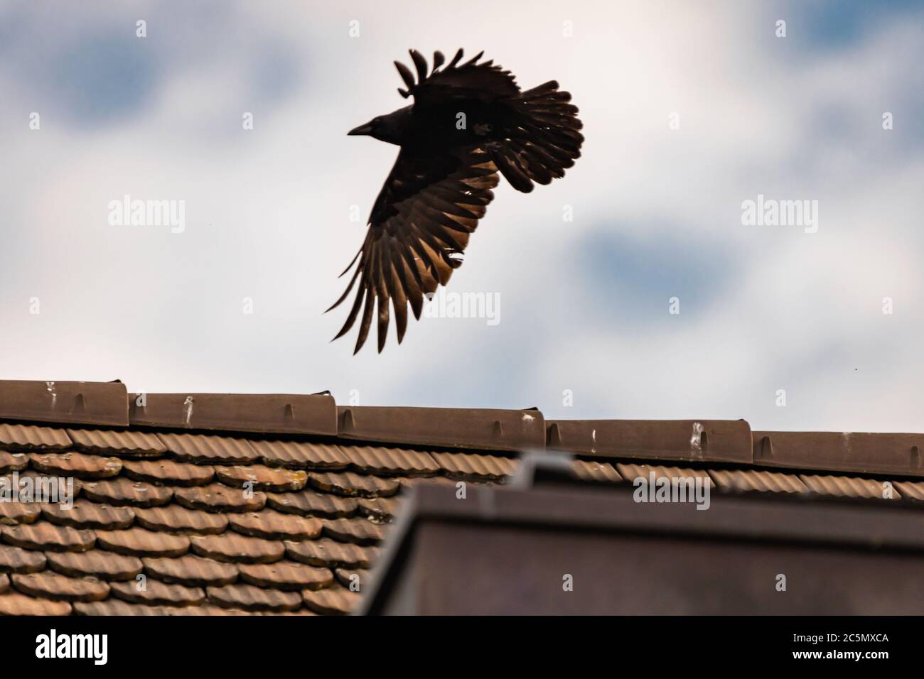 Fliegen und Walken krähen in der Stadt Lausanne, Schweiz Stockfoto